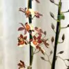 orchidej oncidium kvetouci pokojovka