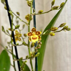 Orchidej Oncidium ‘Golden Afternoon’