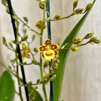 orchidea oncidium zluta kvetouci pokojova rostlina