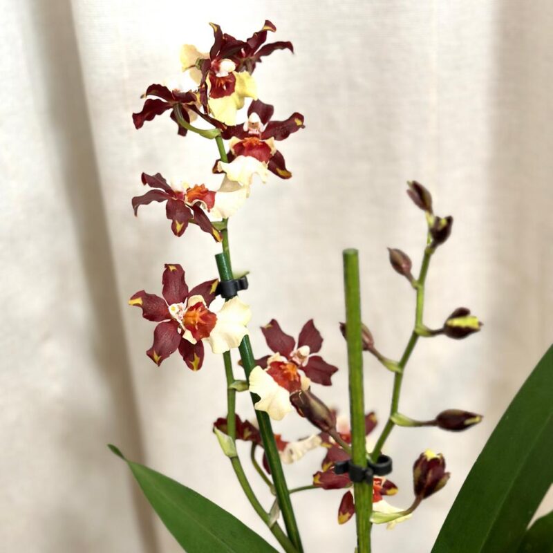 orchidej oncidium kvetouci pokojovka