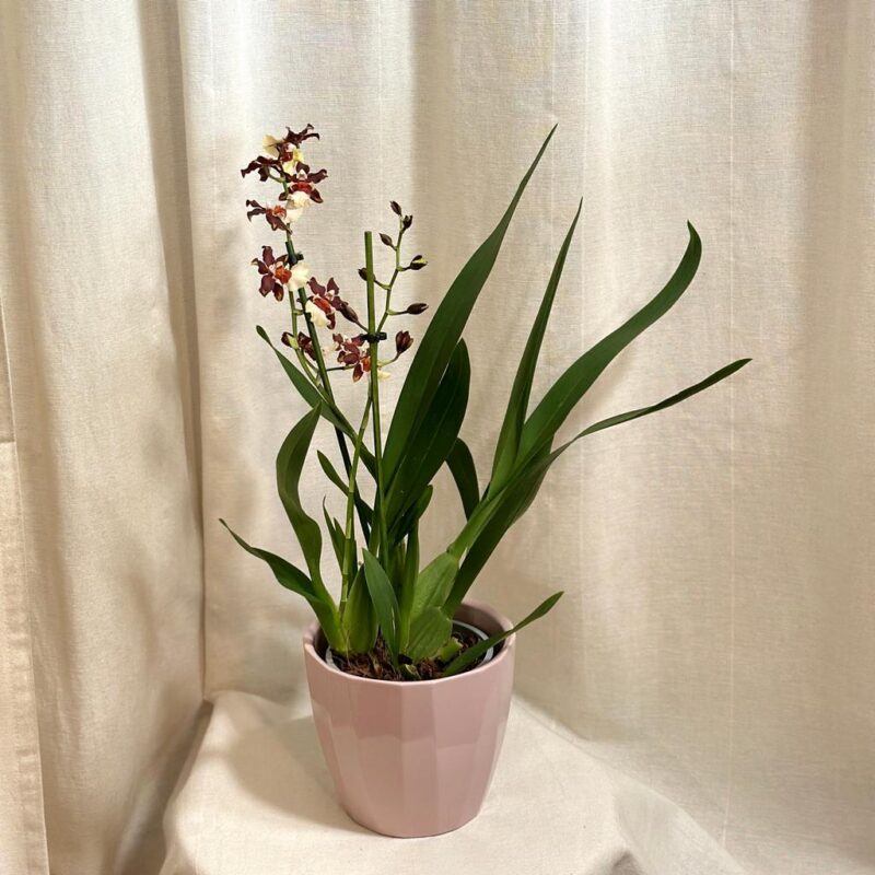 orchidej oncidium kvetouci pokojovka