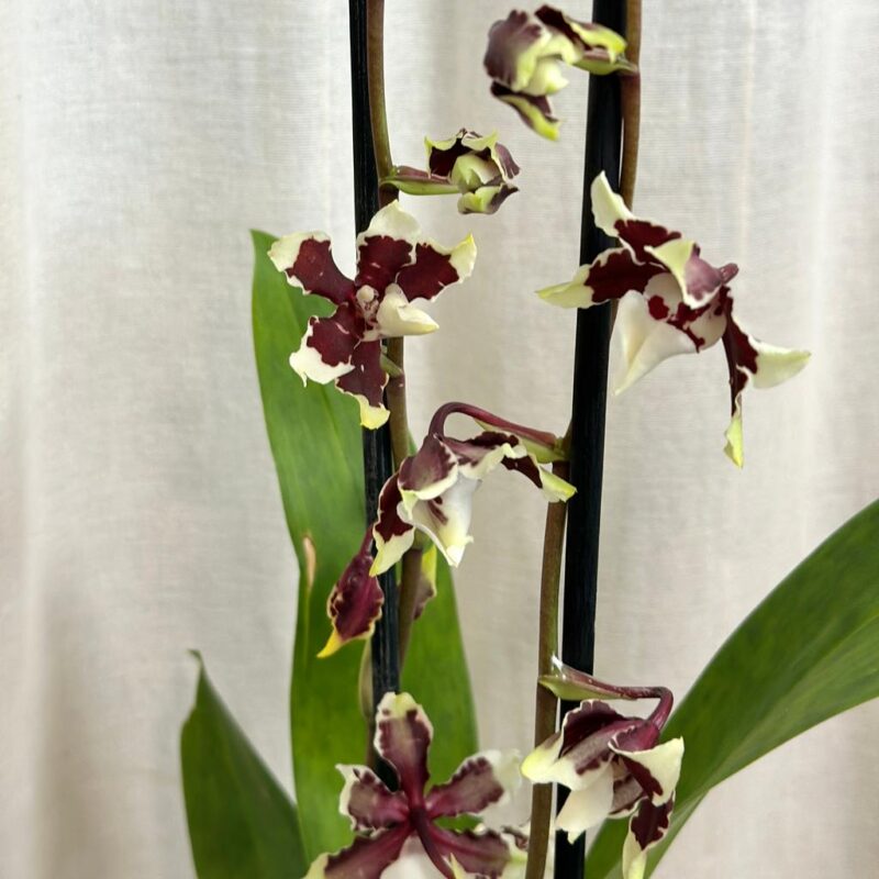 orchidej oncidium kvetouci pokojovka