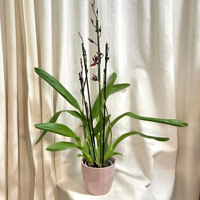 orchidej oncidium kvetouci pokojovka