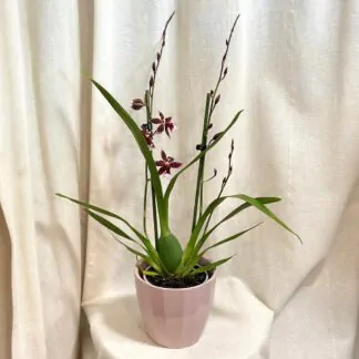 orchidej oncidium kvetouci pokojovka
