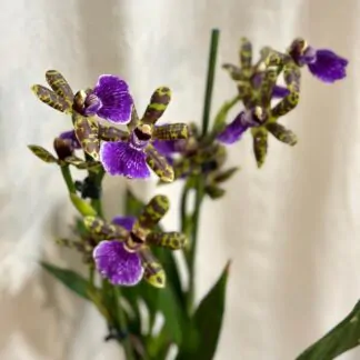 Orchidej Zygopetalum ‘Trozy Blue’ kvetouci pokojova rostlina