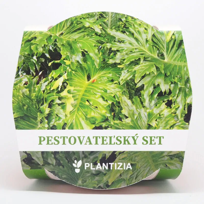 philodendron selloum pestitelsky set semen pokojovych rostlin