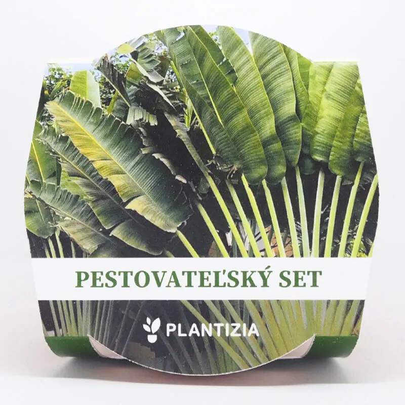 ravenala madagascariensis pestitelsky set semen pokojovych rostlin