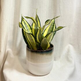 extra large ceramic plant pots Ceramic Plant Pot Handmade Crystalline Glazed Extra Large Planter