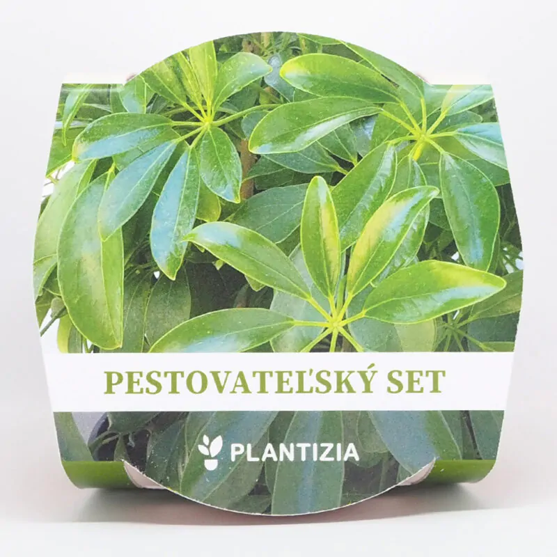 schefflera arboricola pestitelsky set semen pokojovych rostlin