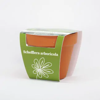 schefflera arboricola pestitelsky set semen pokojovych rostlin