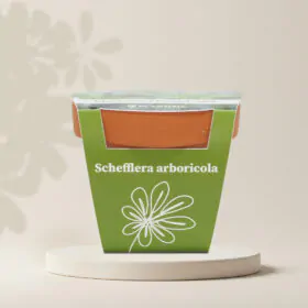 Pěstitelský set Schefflera arboricola