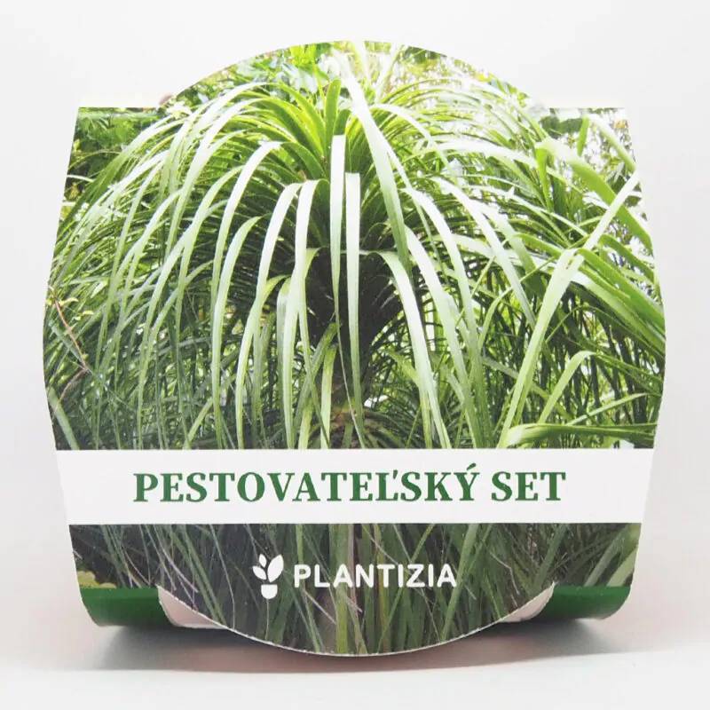 nolina recurvata sloni noha pestitelsky set semen pokojovych rostlin