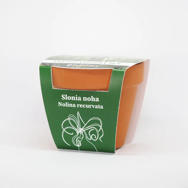 nolina recurvata sloni noha pestitelsky set semen pokojovych rostlin