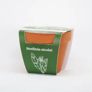 strelitzia nicolai pestitelsky set semen pokojovych rostlin