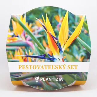 strelitzia reginae mandelas gold pestitelsky set semen pokojovych rostlin