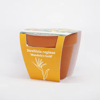 strelitzia reginae mandelas gold pestitelsky set semen pokojovych rostlin