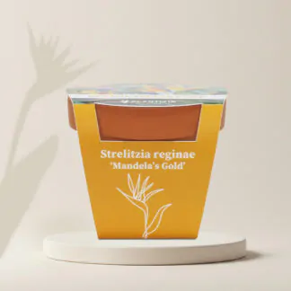 strelitzia reginae mandelas gold pestitelsky set semen pokojovych rostlin