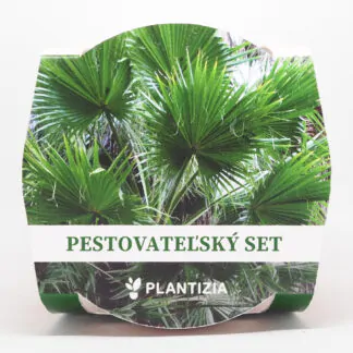 palma washingtonia filifera pestitelsky set semen pokojovych rostlin