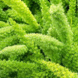 seminka asparagus densiflorus meyerii semena pokojovych rostlin pokojovek