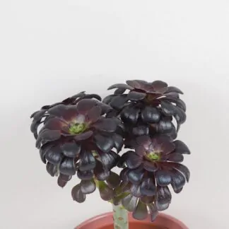 Aeonium arboreum ‘Nigrum’ Aeonium arboreum ‘Nigrum’ tmavy sukulent