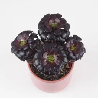 Aeonium arboreum ‘Nigrum’ Aeonium arboreum ‘Nigrum’ tmavy sukulent