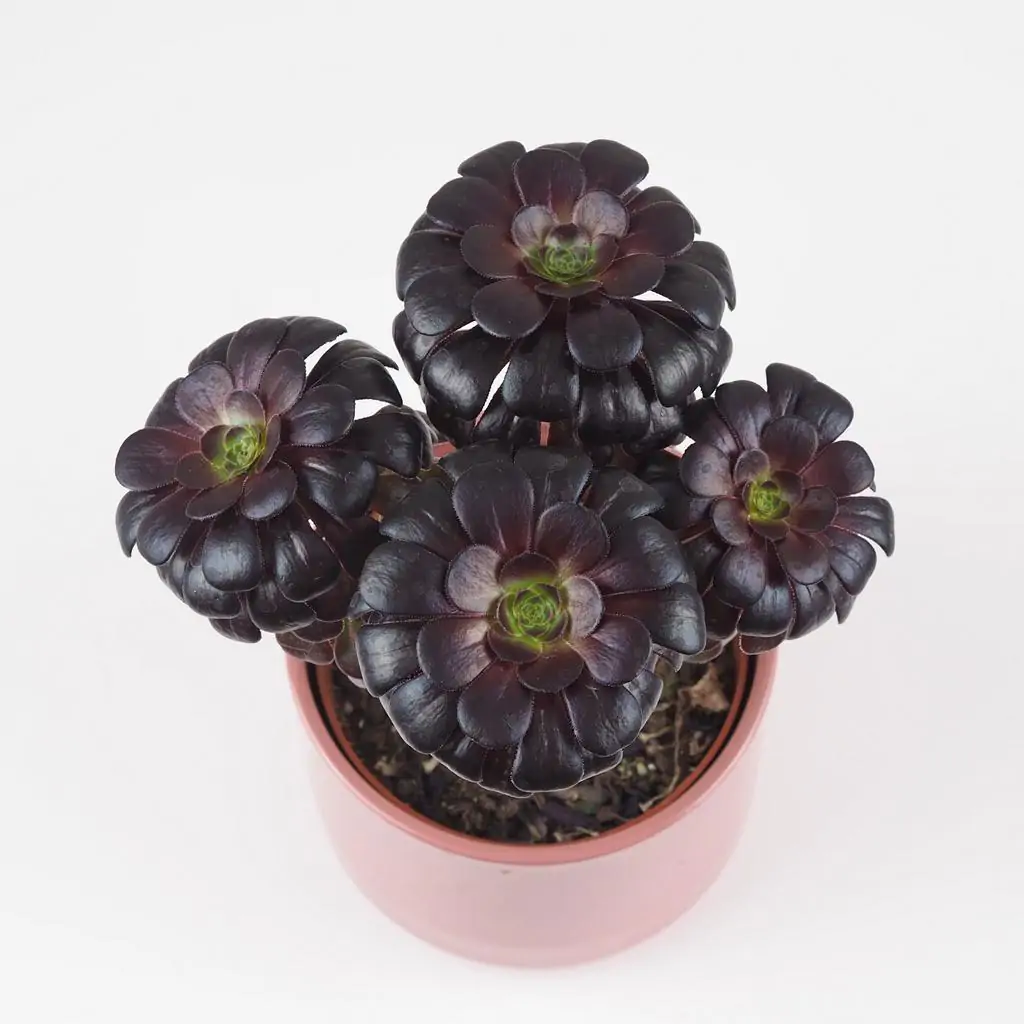 Aeonium arboreum ‘Nigrum’ Aeonium arboreum ‘Nigrum’ tmavy sukulent