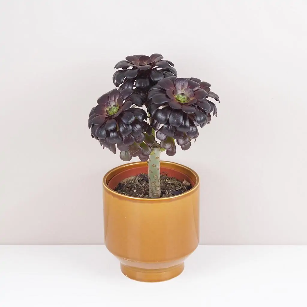 Aeonium arboreum ‘Nigrum’ Aeonium arboreum ‘Nigrum’ tmavy sukulent