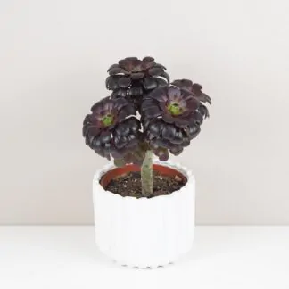 Aeonium arboreum ‘Nigrum’ tmavy sukulent