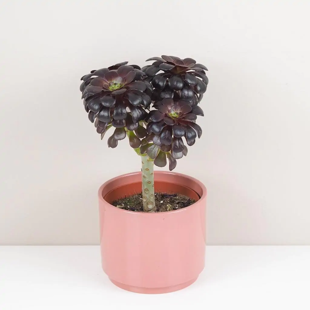 Aeonium arboreum ‘Nigrum’ Aeonium arboreum ‘Nigrum’ tmavy sukulent