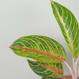aglaonema red okapi nenarocna barevna pokojovka