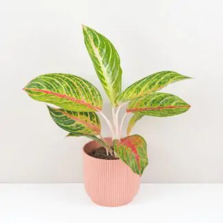 aglaonema red okapi nenarocna barevna pokojovka