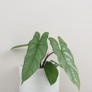 Alocasia heteropylla ‘Corazon’ Alocasia heteropylla corazon