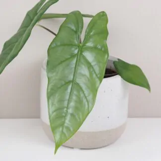Alocasia heteropylla corazon
