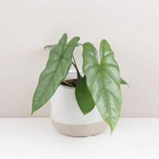 Alocasia heteropylla corazon