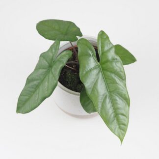Alocasia heteropylla ‘Corazon’ Alocasia heteropylla corazon
