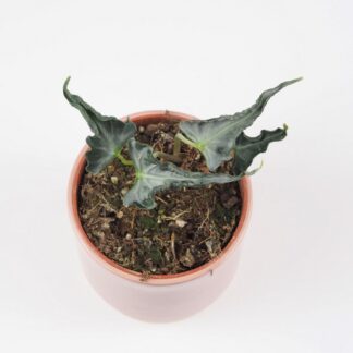 alocasia loco