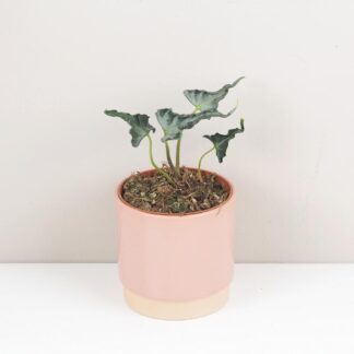 alocasia loco