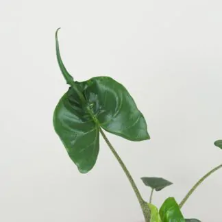 alocasia stingray alokazia netradiční raritní pokojová rostlina