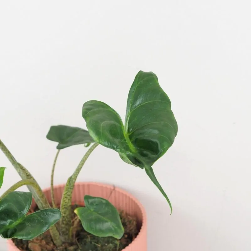 alocasia stingray alokazia netradiční raritní pokojová rostlina