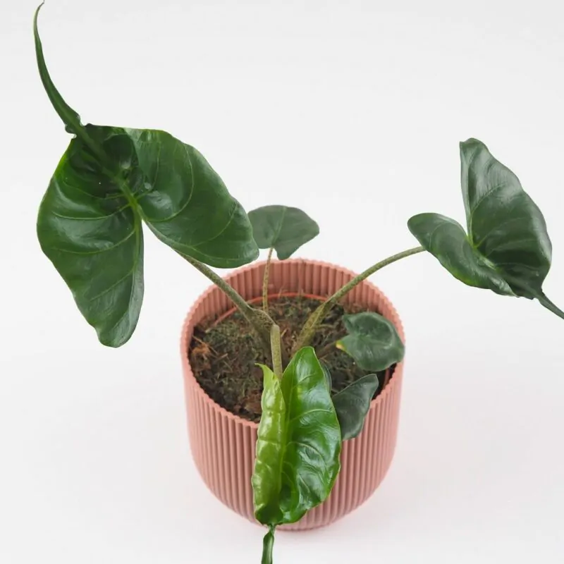 alocasia stingray alokazia netradiční raritní pokojová rostlina