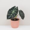 Alocasia suhirmaniana Red Petiole