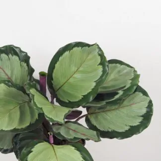 Calathea roseopicta ‘Corona’ Calathea roseopicta Corona vhkomilni pokojova rostlina barevna
