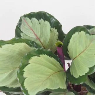 Calathea roseopicta ‘Corona’ Calathea roseopicta Corona vhkomilni pokojova rostlina barevna