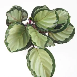 Calathea roseopicta ‘Corona’ Calathea roseopicta Corona vhkomilni pokojova rostlina barevna