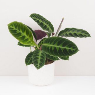 Calathea warscewiczii vlhkomilni pokojova rostlina