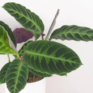 Calathea warscewiczii vlhkomilni pokojova rostlina