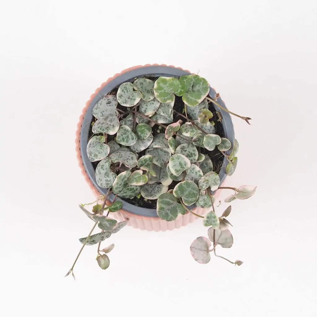 Svícník / Ceropegia woodii ‘Variegata’ střední ceropegia woodii variegata lampasik panasovany variegated string of hearts plantizia