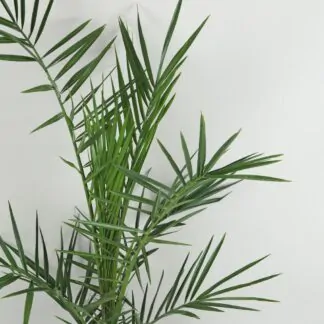 Ďatlovník kanársky Phoenix canariensis palma exterierova rostlina