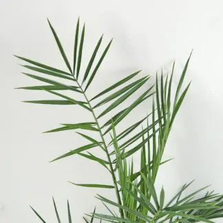 Ďatlovník kanársky Phoenix canariensis palma exterierova rostlina