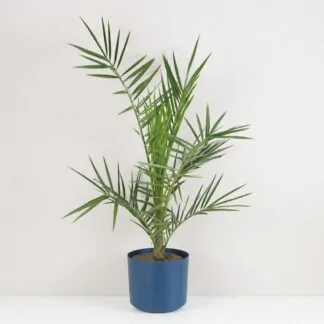 Ďatlovník kanársky Phoenix canariensis palma exterierova rostlina